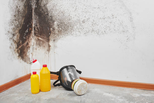 Best Mold Remediation  in Zillah, WA