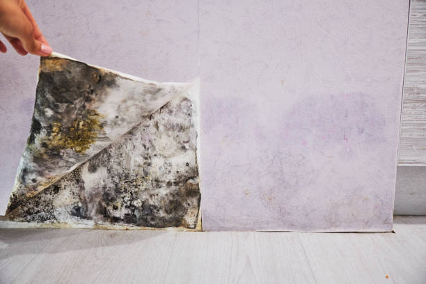 Best Attic Mold Removal  in Zillah, WA